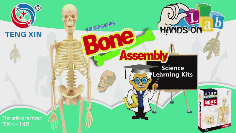 [Kit] Human Bone Assembly
