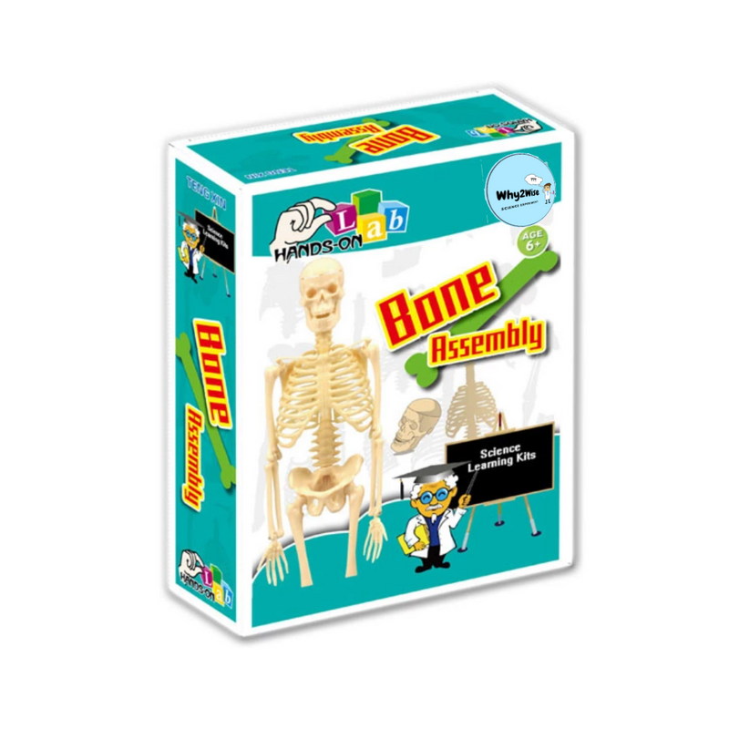 Human Bone Assembly Kit - Why2Wise
