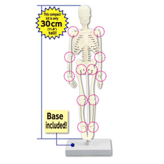 [Kit] Human Bone Assembly