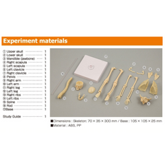 [Kit] Human Bone Assembly