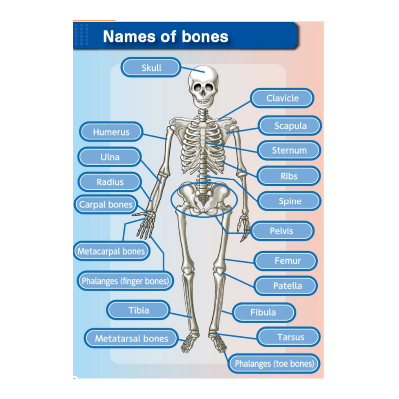 [Kit] Human Bone Assembly
