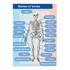 [Kit] Human Bone Assembly
