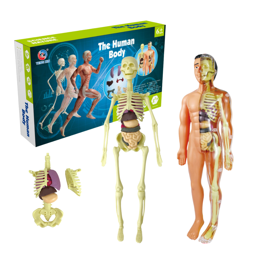 The human body science kit hotsell