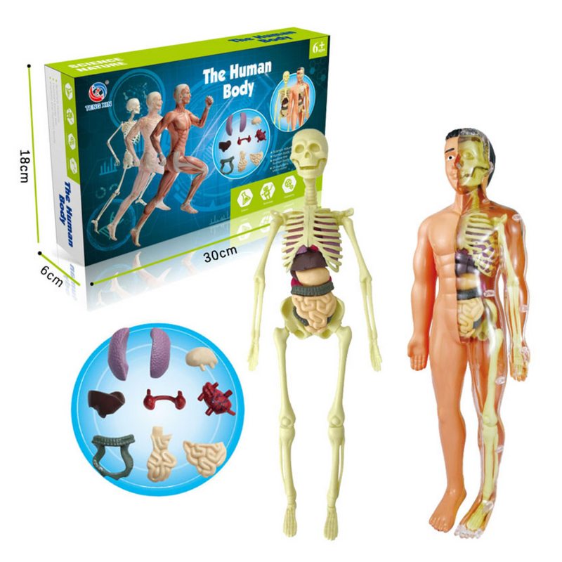 [Kit] The Human Body