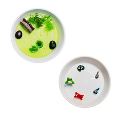 Science Lab Kit-Life Cycle of Frog and Chia Seeds - Why2Wise