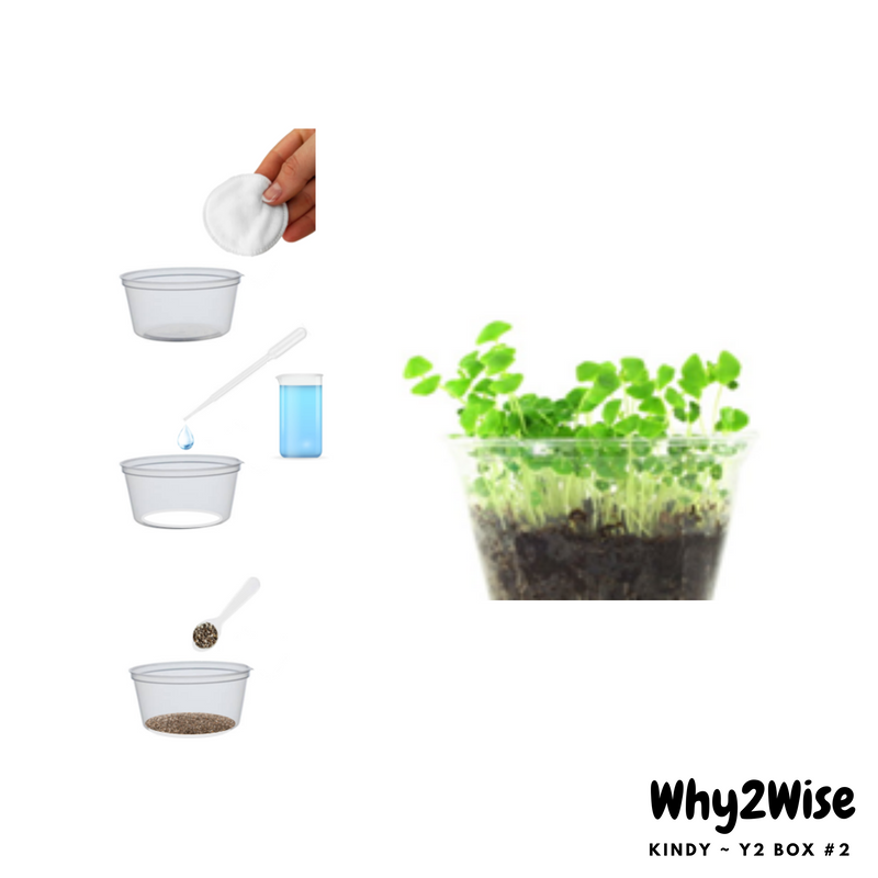 [Online Learning] K~Y2 Science Box #2 - Why2Wise